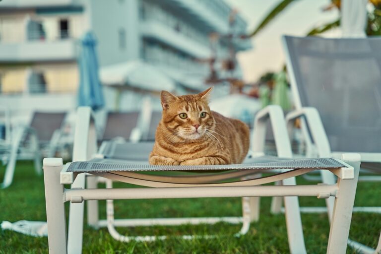 A tabby cat relaxing on a sun lounger in a garden with a blurred building background.
